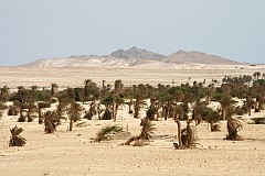 Wüste mit Palmen direkt vor Sal-Rei