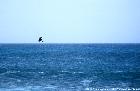 Kitesurfer bei Ponta Preta, Sal