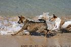 Spielende Hunde am Strand Praia Carlota