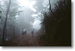 Wald bei Pico da Cruz